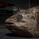 Un celacanto del Museum d’Histoire Naturelle de París, del que el equipo obtuvo algunas de sus escamas